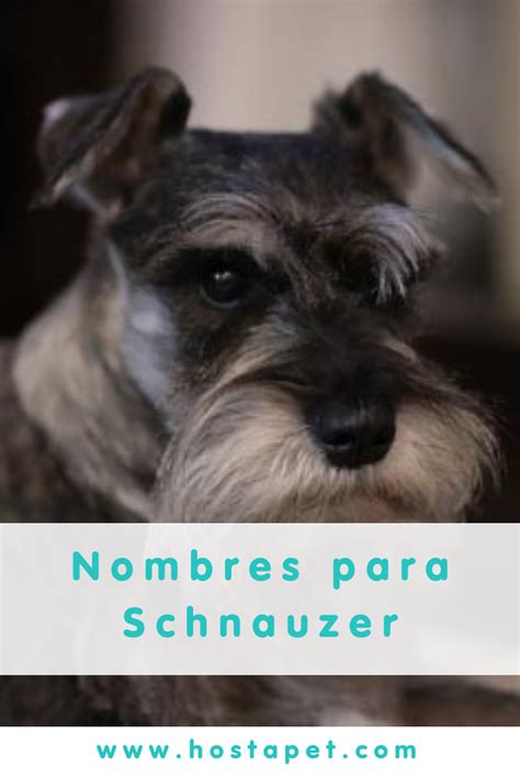 nombres para perros schnauzer